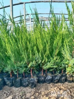 高度50厘米小龙柏