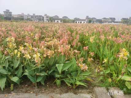 高度25厘米紫娇花