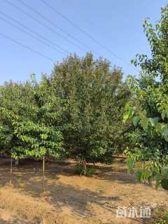 18公分绚丽海棠