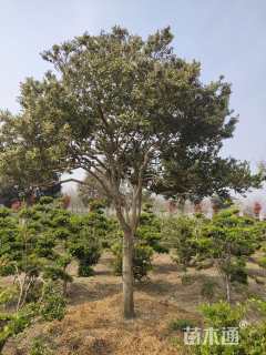 12公分造型瓜子黄杨