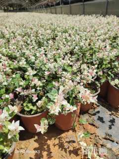 20厘米花叶络石