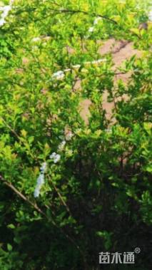 高度40厘米珍珠梅