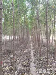 5公分榆树