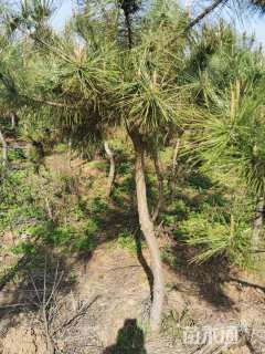 高度210厘米黑松