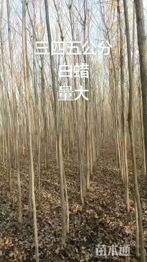 5公分白蜡