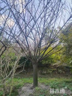 8公分樱花