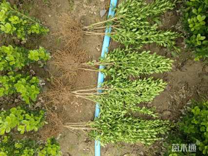 高度40厘米高山黄杨