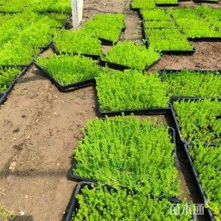 高度5厘米金叶佛甲草