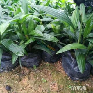 裸干高30厘米大叶棕竹