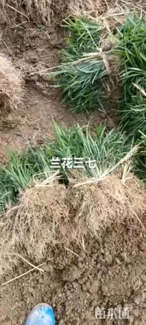 高度15厘米兰花三七草