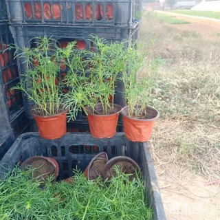 高度40厘米波斯菊