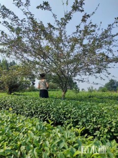 12公分垂丝海棠