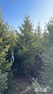 高度400厘米云杉