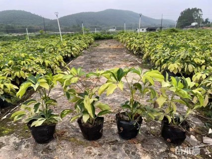 高度30厘米花叶鸭脚木