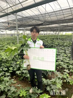 高度30厘米八角金盘