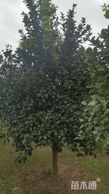 8.1公分香橼