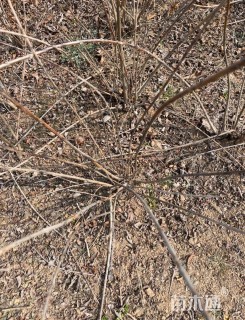 高度60厘米连翘