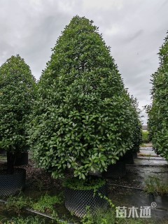 5公分红叶石楠