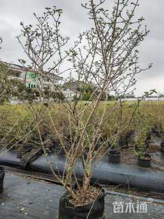 高度200厘米木绣球