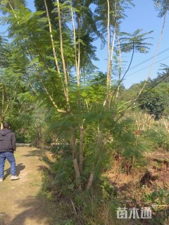 12公分(3杆)丛生蓝花楹