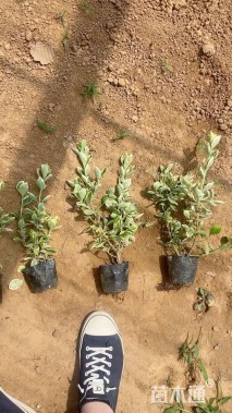 高度30厘米冬红卫矛