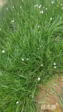 高度20厘米葱兰