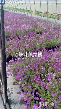 高度20厘米细叶美女樱