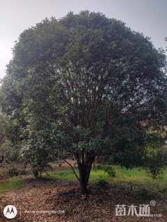 高度550厘米丛生桂花