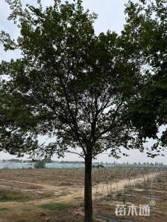 18公分朴树