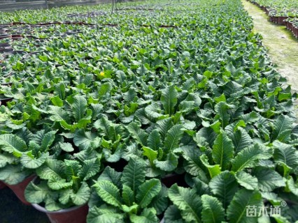 高度10厘米报春花