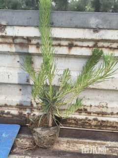 高度80厘米黑松