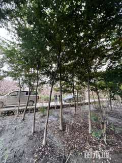 10公分红榉