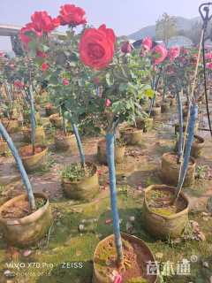 高度150厘米月季