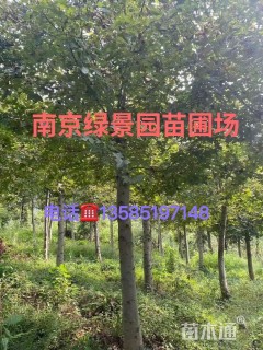 15公分枫香