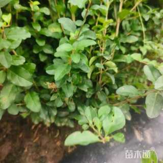 8公分造型小叶女贞