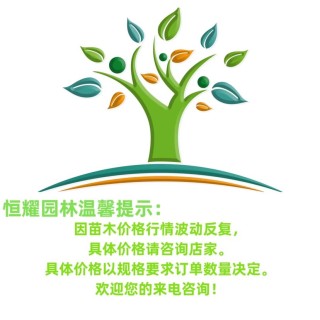 高度15厘米双荚槐