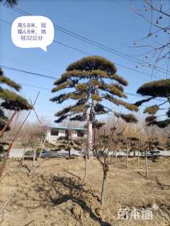 高度500厘米黑松