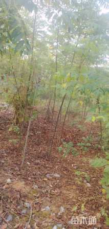 1公分黄山栾树