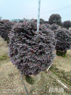 冠幅150厘米红花继木球