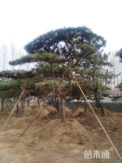 30公分松树