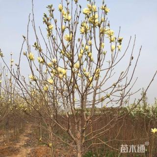 14公分黄玉兰