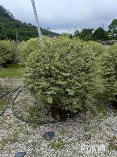 高度130厘米花叶栀子