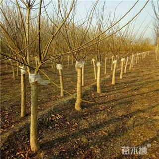 8公分金叶槐