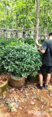 冠幅120厘米茶梅球