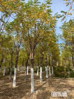 12公分嫁接香花槐