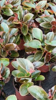 高度25厘米巨无霸海棠