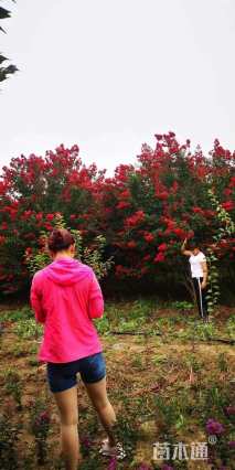 高度350厘米丛生紫薇