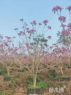 8公分紫花风铃木