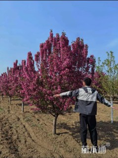 14公分凯尔斯海棠