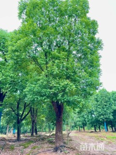 28公分香樟